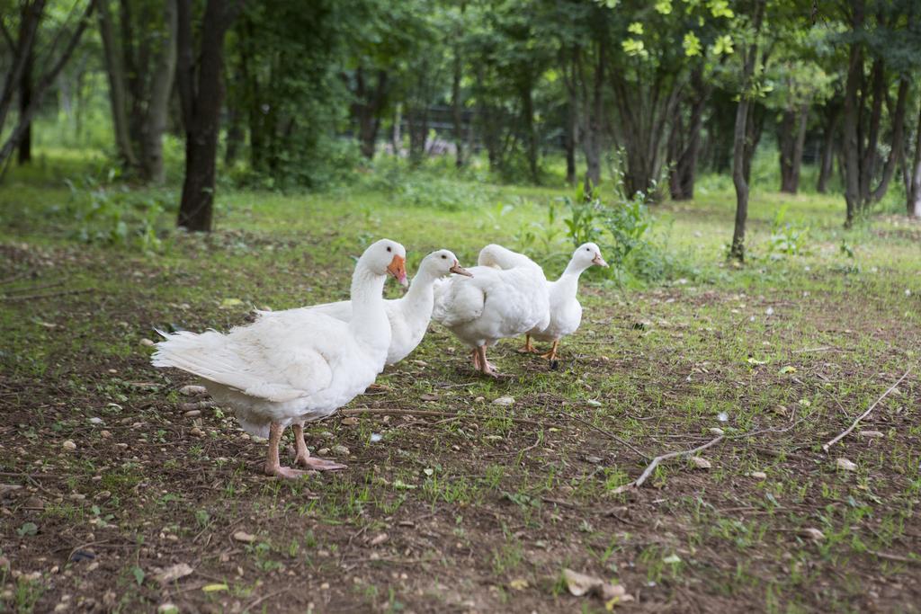 Agriturismo Borg Da Ocjs Medea Zewnętrze zdjęcie