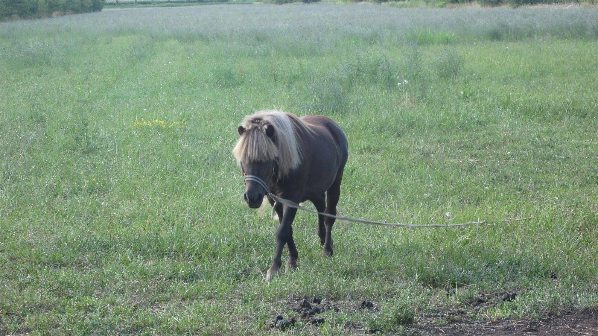 Agriturismo Borg Da Ocjs Medea Zewnętrze zdjęcie